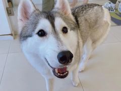 -怪兽屋·羊驼·猫咖·狗咖(俊华广场店)