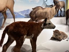 -陕西自然博物馆