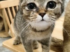 -楼上猫咖(罗湖店)