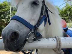 -迪茵湖田家舍生态农场