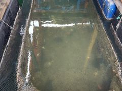 -蓝湾碧波·老字号·疍家非遗海上餐厅