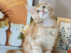 -小猫来了·猫舍(红山六九七九店)