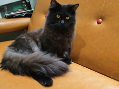 -藏猫猫咖啡主题馆(中央大道店)