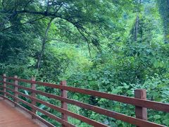 -西双版纳原始森林公园