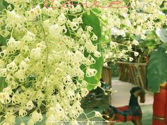 -呀路古热带植物园