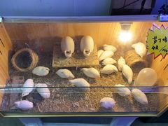 -花鸟鱼虫鲜花绿植市场(玉泉路店)
