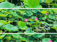 -野鸭湖国家湿地公园