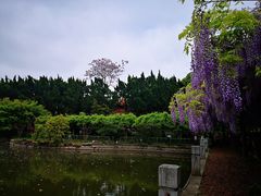 -嘉定紫藤园