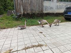 -海南霸王岭国家森林公园