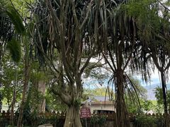 -瑞丽独树成林风景区