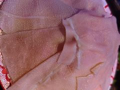 -水巷子·巴掌腰片重庆火锅(云纺店)