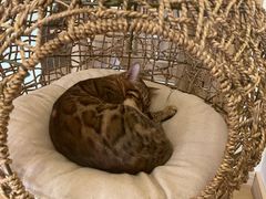-猫腻·猫咖·撸猫馆(星光大道店)