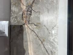 -辽宁古生物博物馆