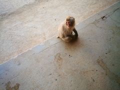 -岚山猴子公园