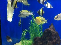 -烟台海昌鲸鲨海洋公园