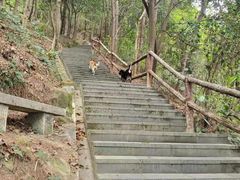 -铁山坪森林公园