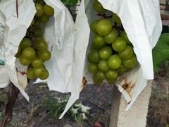 -马陆小张葡萄园农家乐