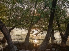 -宝安西湾红树林湿地公园