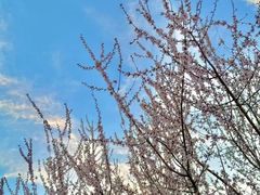 -东坝千亩湖公园