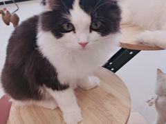 -共舞时光猫咖·狗咖(新街口店)