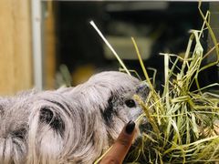 -藦茜花园宠物主题亲子互动体验馆(国顺东路店)