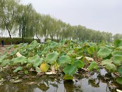 -大兴滨河森林公园