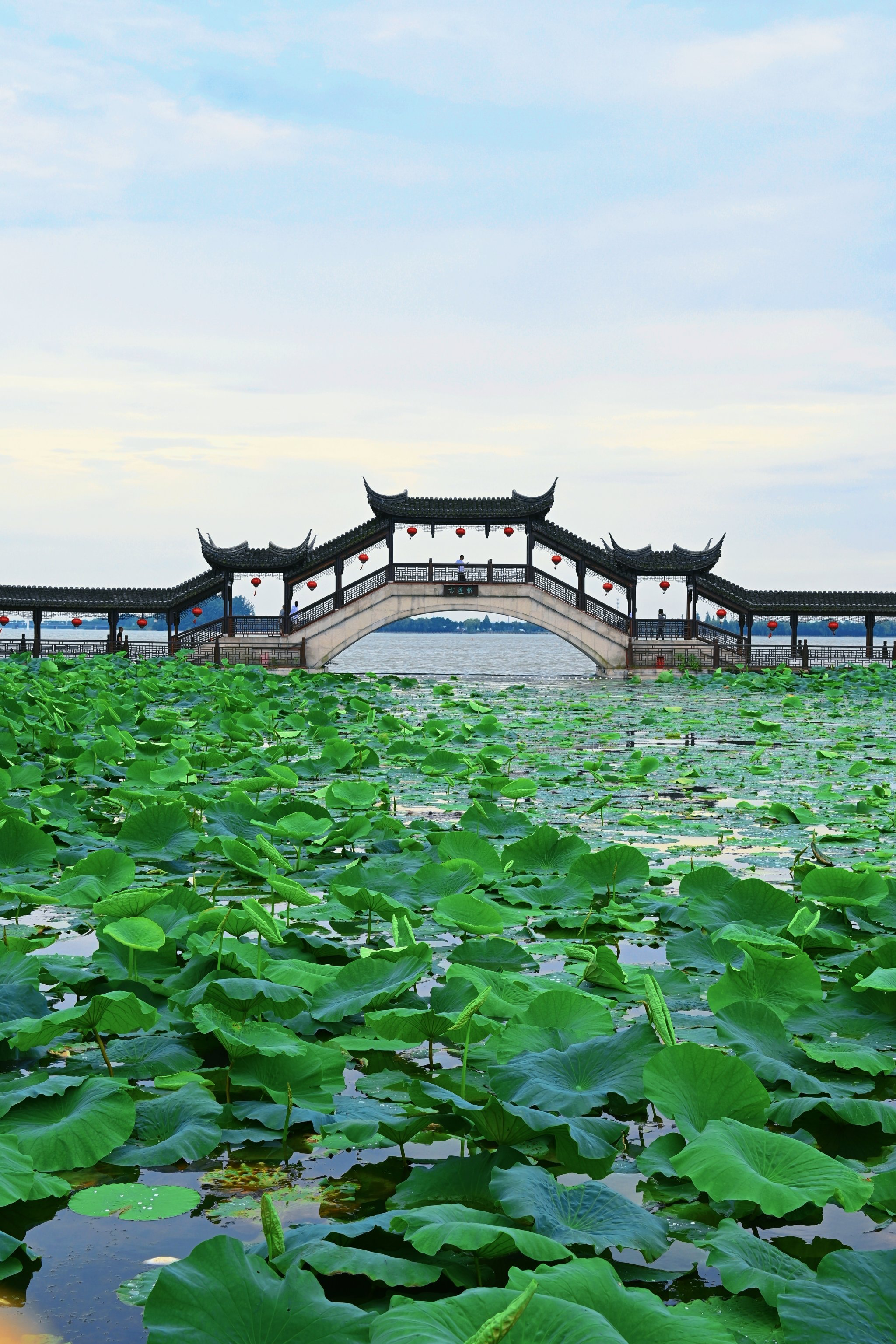 江南荷花亭子风景图片图片