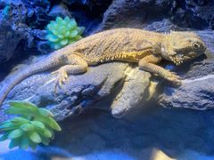 -海南热带野生动植物园