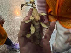 -上海大自然野生昆虫馆(东方明珠·爬宠昆虫探索中心)