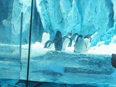 -帝企鹅自助餐厅•儿童岛•真企鹅(长隆企鹅酒店)