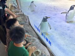 -芜湖新华联大白鲸海洋公园