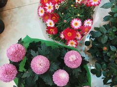 -双季花艺园艺市场(浦东店)