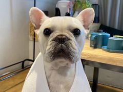 -萌宠之家·腊肠犬·马尔泰·小体犬舍