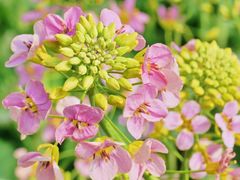 -中国天府农业博览园