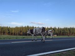 -塞罕坝国家级自然保护区