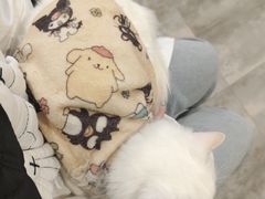 -楼上猫咖(罗湖店)
