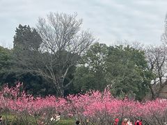 -无锡梅园公园