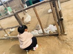 -上美四季动物农场