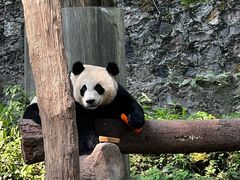 -都江堰中华大熊猫苑