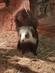 -Zoolung Zoolung动物主题公园(海信广场店)