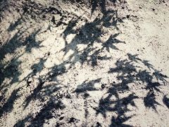 -秋霞圃