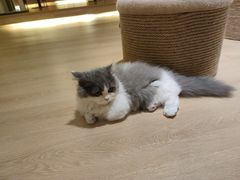 -猫腻·猫咖·撸猫馆(星光大道店)