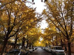 -三里屯东五街银杏大道