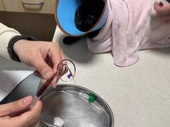 -乐派堂宠物医院·猫友好· 心脏科(东街店)