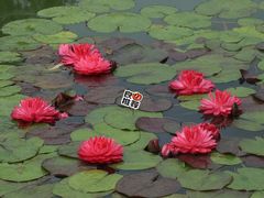 -国家植物园南园