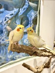 -Zoolung Zoolung动物主题公园(海信广场店)