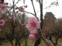 -无锡梅园公园