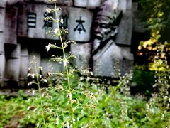 -广州神农草堂中医药博物馆