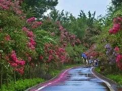 景点-武汉紫薇都市田园