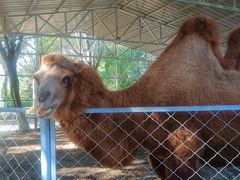 -长白岛森林公园